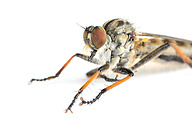 Common Awl Robberflies (male, Neoitamus cyanurus)